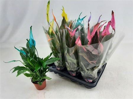 <h4>Spathiphyllum 'Chopin'</h4>