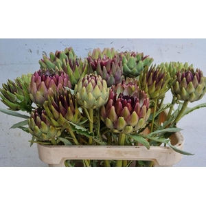 Cynara Sc Green Glob