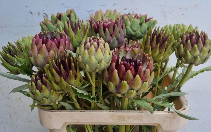 <h4>Cynara Sc Green Glob</h4>