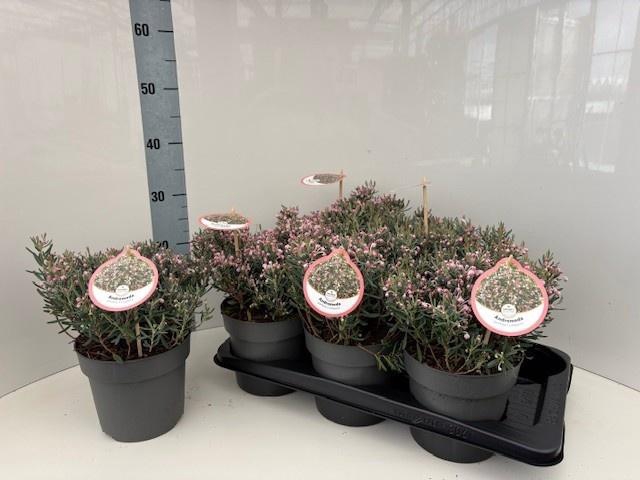 <h4>ANDROM PO COMPACTA</h4>