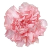 Dianthus St Pink Cute