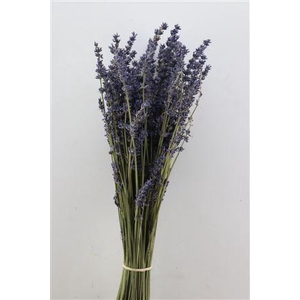 Dried Lavendel Super Blue 100gram B