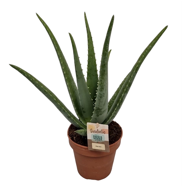 <h4>Aloe Vera - 1154</h4>