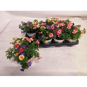 CALIB TRIOB P GEM PT