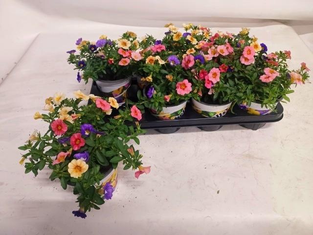 <h4>CALIB TRIOB P GEM PT</h4>