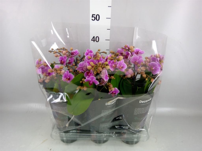 <h4>Phalaenopsis multi.   ...rose</h4>