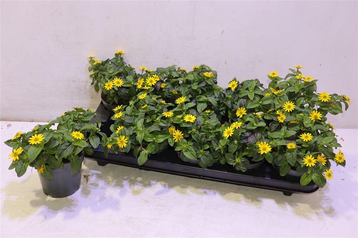 <h4>Sanv Procumbens</h4>