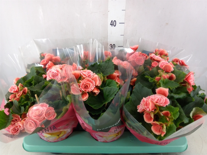 <h4>Begonia elat. DU 'Borias'</h4>