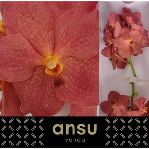 Vanda Salmon X16