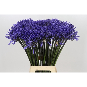 Agapanthus Dr Brouwer