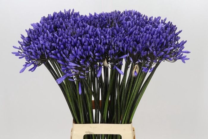 <h4>Agapanthus Dr Brouwer</h4>
