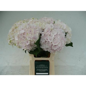 Hydr M Mag Emerald L.rose