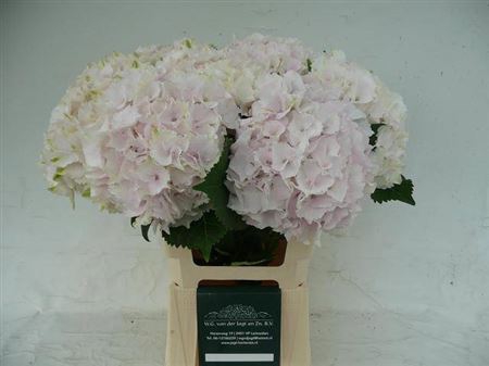 <h4>Hydr M Mag Emerald L.rose</h4>