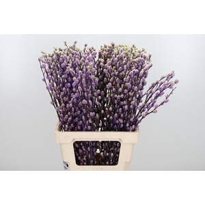 Salix Katjes Kl Bh Purple Fresh