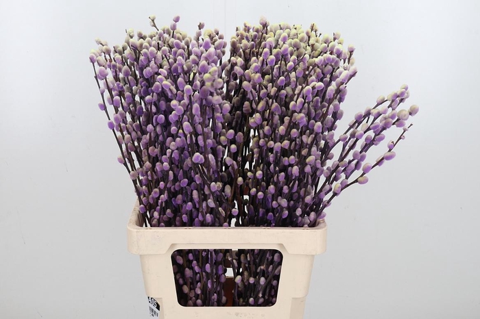 <h4>Salix Katjes Kl Bh Purple Fresh</h4>