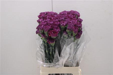 <h4>Di St Extasis</h4>