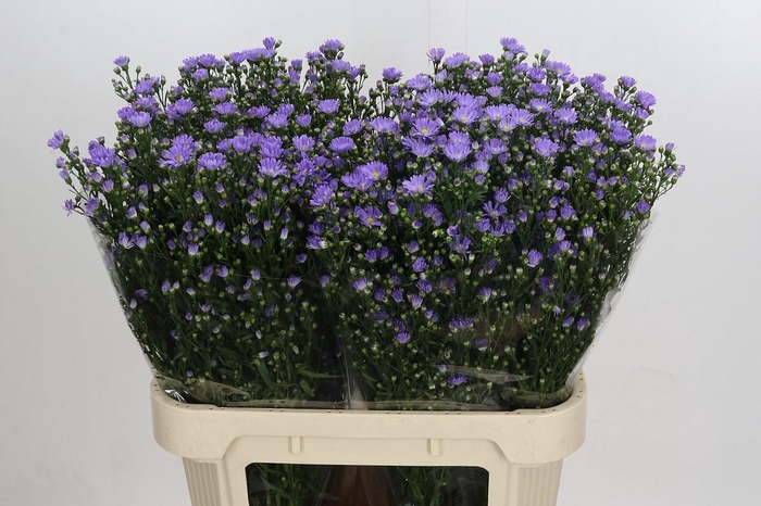 <h4>Aster Cassandra</h4>