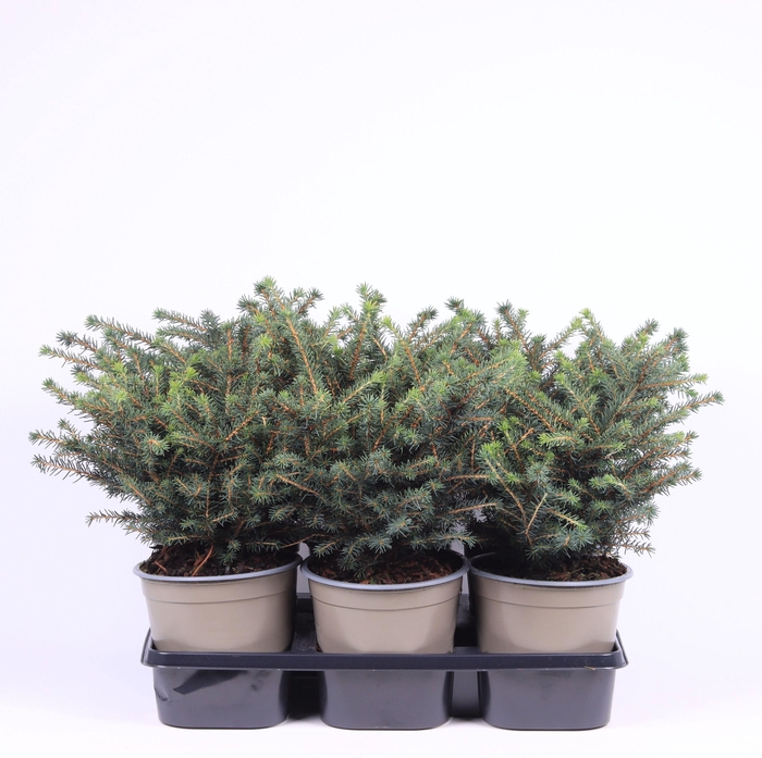 <h4>Picea Omorika Karel</h4>