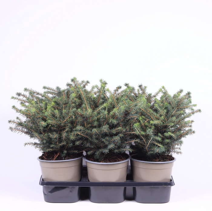 <h4>Picea omorika 'Karel'</h4>