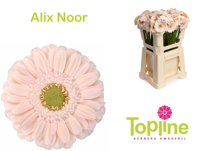 <h4>GE MI ALIX-NOOR</h4>