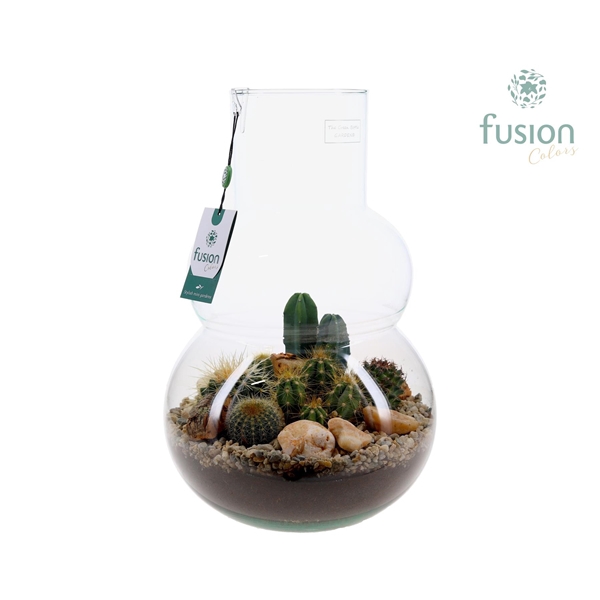 <h4>Green Bottle Olaf Large met Terrarium arrangement</h4>