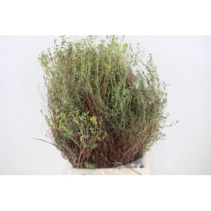 Euph Spinoza Medium 400gr P Bunch