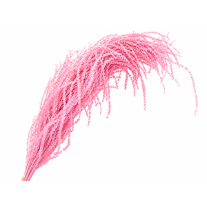 Dried Bleached Amaranthus Caudatus Pink