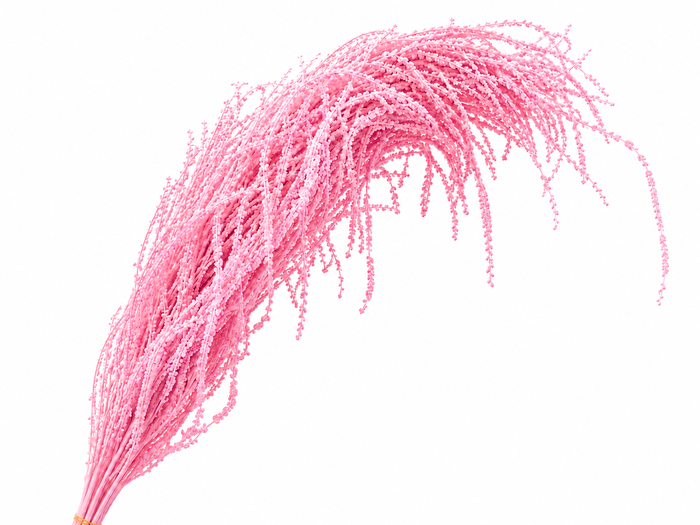 <h4>Dried Bleached Amaranthus Caudatus Pink</h4>