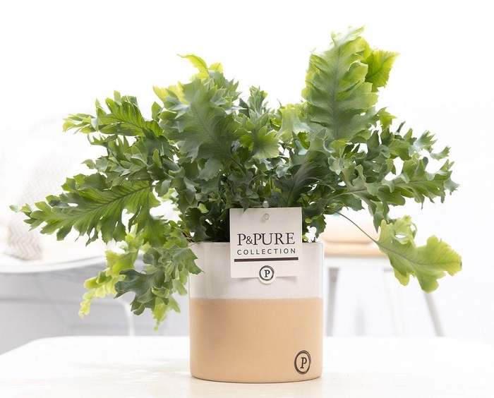 <h4>Phlebodium Davana in P&PURE Rosy ceramics</h4>