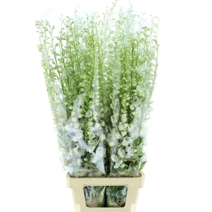 <h4>Delphinium Aurora White Super</h4>