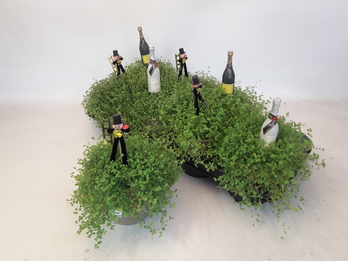 <h4>SOLEI SOL GROEN</h4>