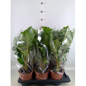 Alocasia  'Low Rider'