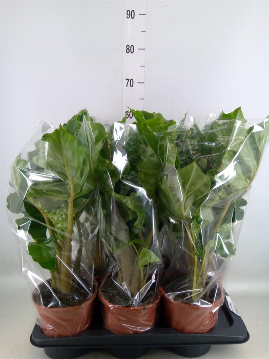 <h4>Alocasia  'Low Rider'</h4>