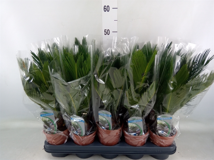 <h4>Cycas revoluta</h4>