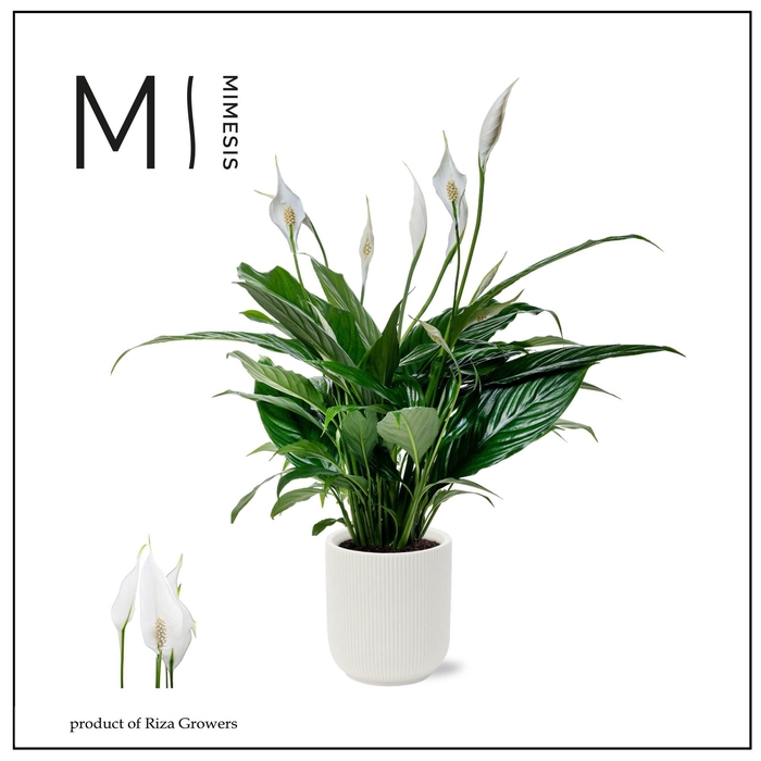 <h4>SPATH SWEET CHICO</h4>