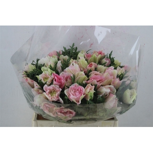 Anem Mistral Super Rosa Chiaro