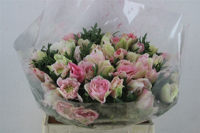 <h4>Anem Mistral Super Rosa Chiaro</h4>