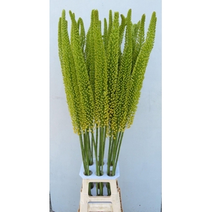 Eremurus Yellow Impact