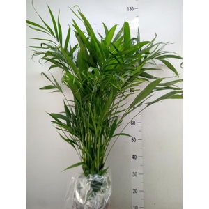 Dypsis lutescens   ...Chrysalidoca
