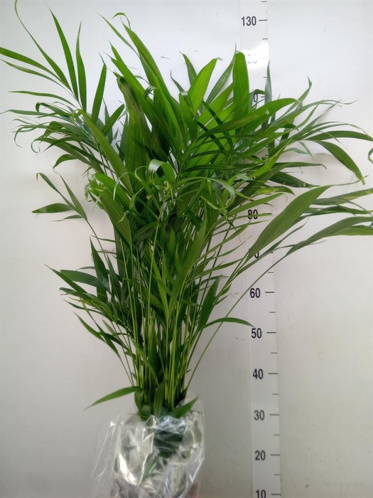 <h4>Dypsis lutescens   ...Chrysalidoca</h4>