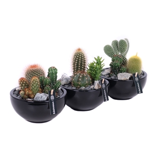 Cactus in zwarte schaal met zwart grof grind, keien en etiket EV987