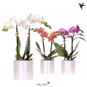 Kolibri Orchids Phalaenopsis mix 2 spike in Disco pot