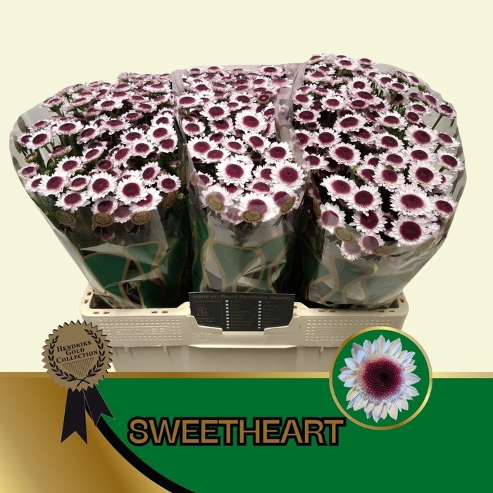 <h4>CHR S SWEETHEART</h4>