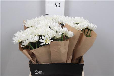 <h4>Leuc S Harmony</h4>