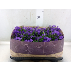 Campanula porten. 'Blueone'