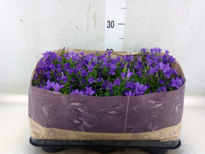 <h4>Campanula porten. 'Blueone'</h4>