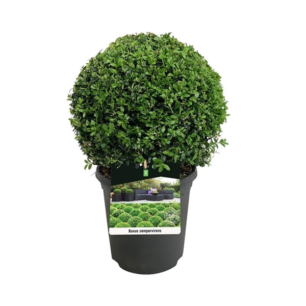 <h4>Buxus sempervirens</h4>