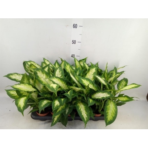 Dieffenbachia  'Camilla'