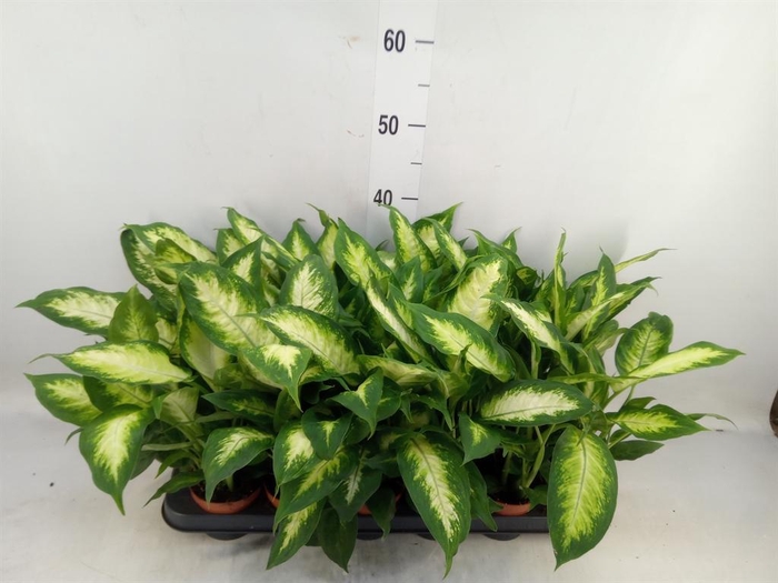 <h4>Dieffenbachia  'Camilla'</h4>