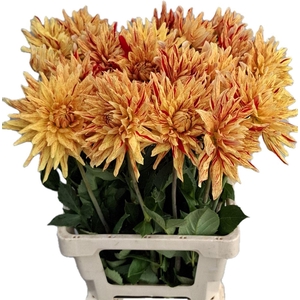 Dahlia Striped Vulcan